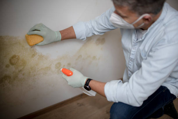 Best Emergency Mold Remediation in Ashaway, RI