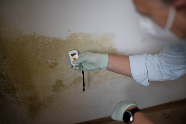 Best Mold Remediation for Schools in Ashaway, RI