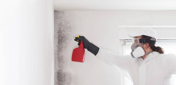 Best Commercial Mold Remediation in Ashaway, RI