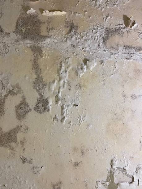 Best Industrial Mold Remediation in Ashaway, RI