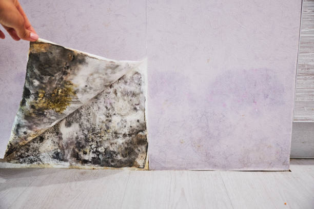 Professional Mold Remediation in Ashaway, RI